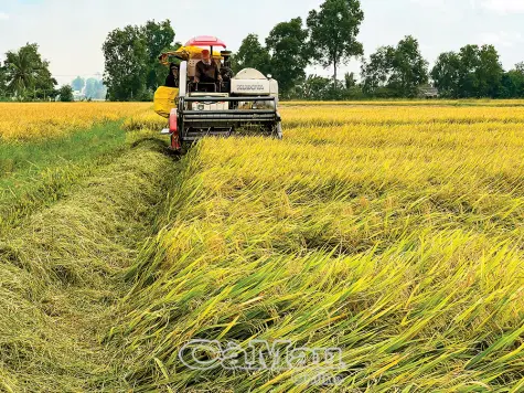 Tăng giá trị lúa gạo từ chuỗi liên kết