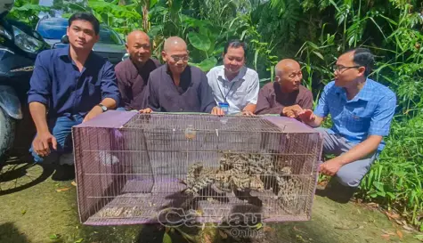 Thả 4 mèo rừng quý hiếm tại Vườn quốc gia U Minh Hạ
