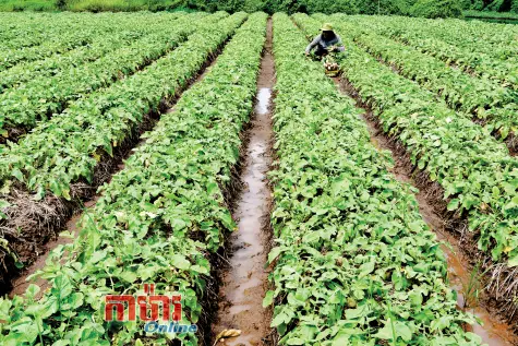 ប្រឡងប្រណាំងកសាងប្រទេសជាតិ