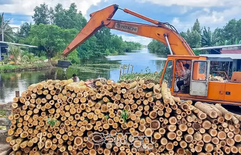 Keo lai được mùa, được giá