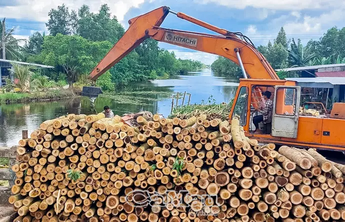 Keo lai được mùa, được giá