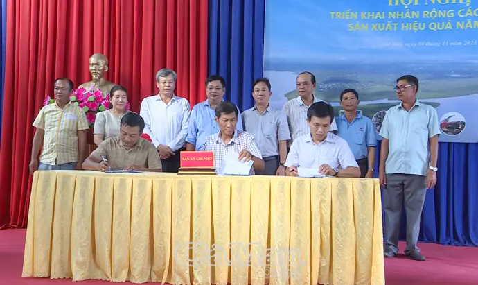 Đất Mới triển khai nhân rộng mô hình nuôi tôm thẻ chân trắng siêu thâm canh