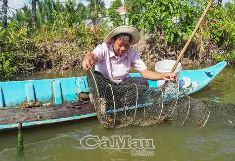 Khám phá quy trình nuôi cua Cà Mau