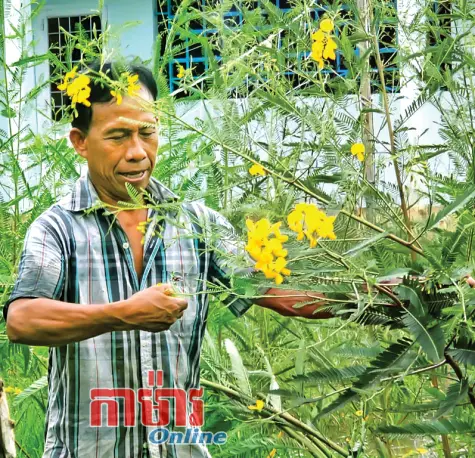 រដូវស្នោរចេញផ្កា