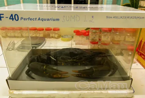 “Vua Cua” 2025 được lưu giữ tiêu bản tại viện nghiên cứu