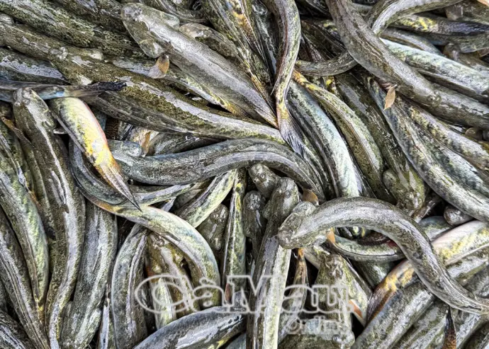 Vào vụ thu hoạch cá kèo