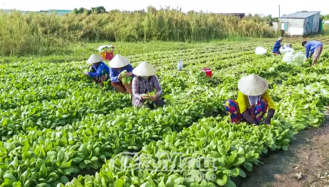 Ðưa rau sạch vào siêu thị