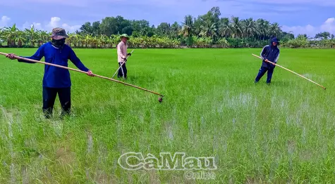 Nông dân hưởng ứng sản xuất lúa phát thải thấp