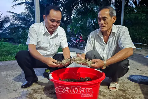 Nâng hiệu quả nuôi tôm với mô hình 2 giai đoạn