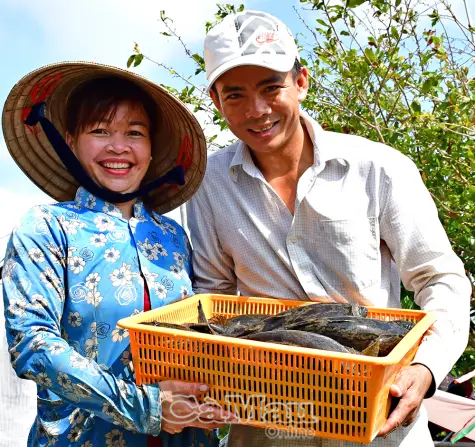 Sinh kế bền vững từ nuôi cá bống tượng