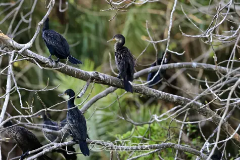 Tăng cường kiểm soát loài ngoại lai tại các khu bảo tồn