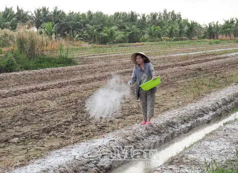 Nông dân vào vụ hoa màu Tết