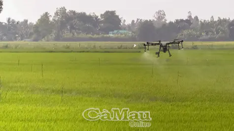 Vĩnh Thanh: Tập trung phát triển nông nghiệp công nghệ cao