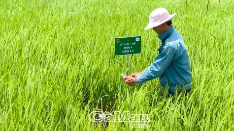 Hợp tác xã kiểu mới - Nền tảng của kinh tế nông thôn kiểu mẫu