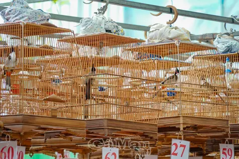 Ngày hội của những tiếng hót hay