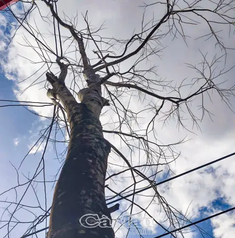 Khi “lá phổi xanh” đô thị chưa được chăm sóc đúng cách