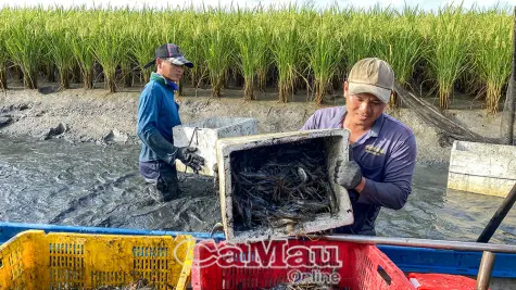 Nhộn nhịp mùa thu hoạch tôm càng xanh
