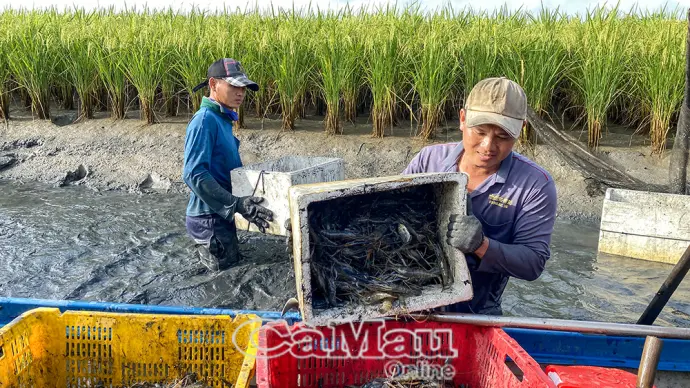 Nhộn nhịp mùa thu hoạch tôm càng xanh