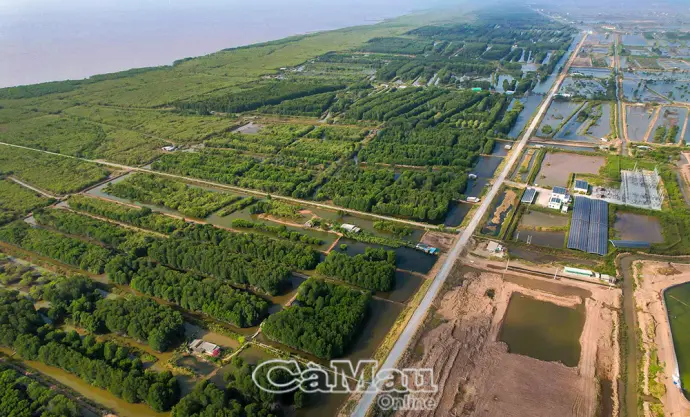 Rừng phòng hộ Vĩnh Hậu: Bảo vệ đê biển và sinh kế người dân