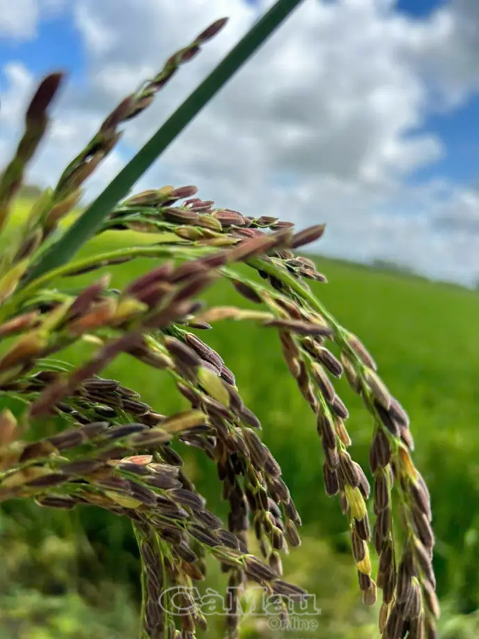 Cà Mau - Điểm hẹn của những hạt gạo ngon