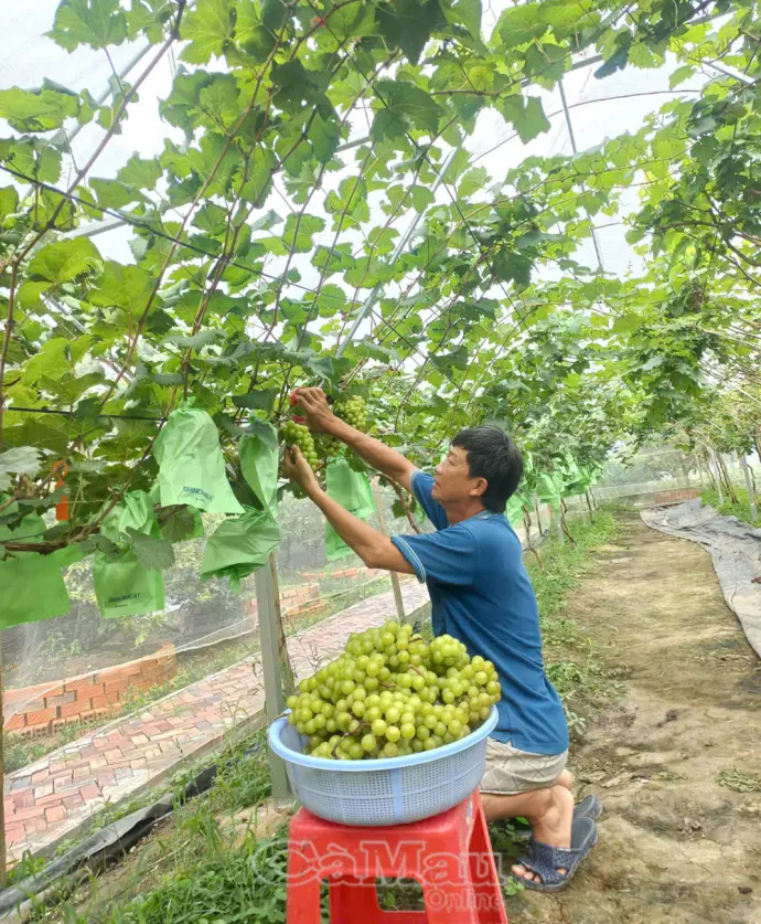 Nho “bám đất” rừng