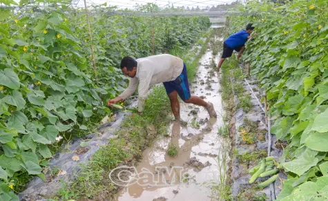 Xã Hồng Dân giảm nghèo bền vững