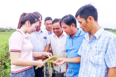 Ứng dụng công nghệ sinh học trong sản xuất lúa: Giảm chi phí, nâng cao hiệu quả