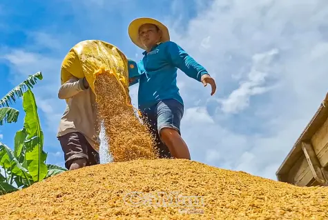 Vĩnh Mỹ hướng đến sản xuất lúa hữu cơ 