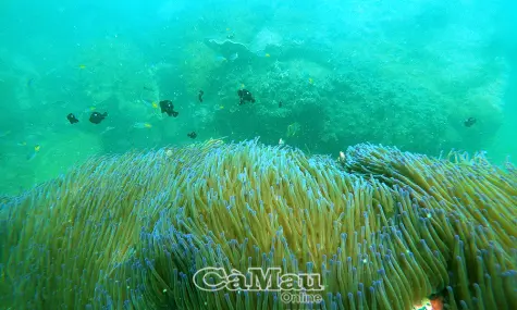 Đẩy mạnh công tác tuyên truyền, bảo vệ Khu bảo tồn biển