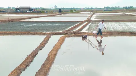Nỗ lực bám nghề muối truyền thống