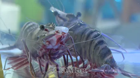 Tôm Cà Mau - vươn tầm thế giới