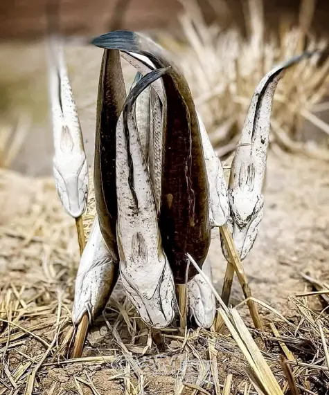 Về Cà Mau thưởng thức cá đồng