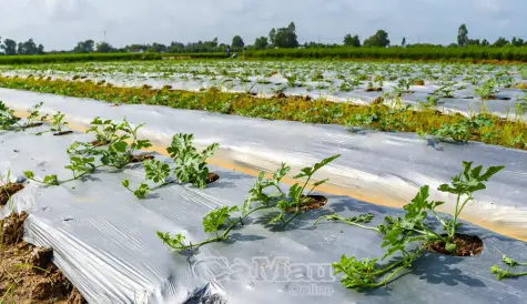 Rộn ràng mùa dưa hấu Tết