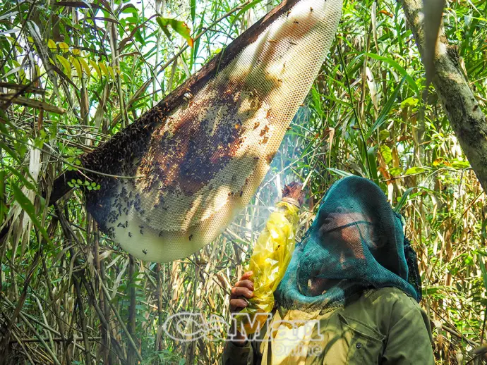 Sản vật quý của U Minh Hạ