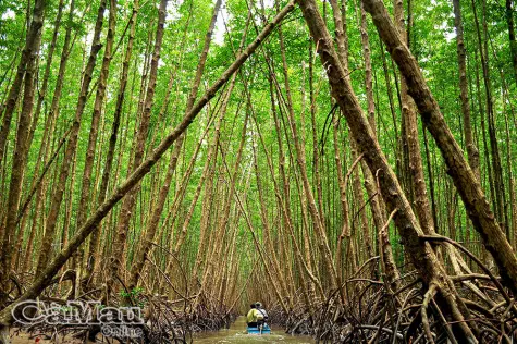 Nơi đất nở, rừng xanh, người thắm tình