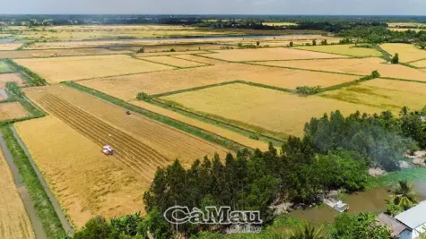 Lúa - tôm: Hướng đi bền vững cho nông nghiệp sinh thái