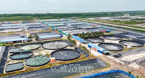 Khoa học - Công nghệ, động lực phát triển ngành tôm