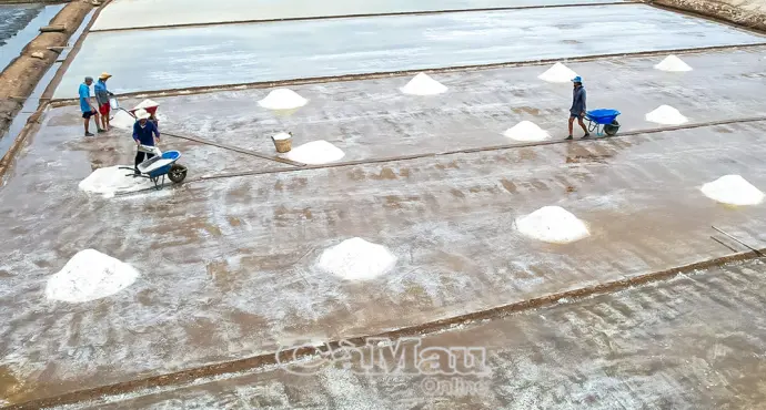 Long Điền tập trung phát triển thế mạnh muối - tôm