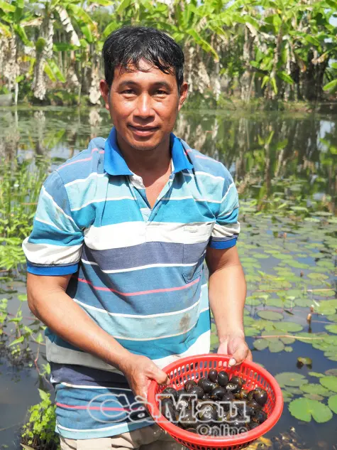 Hiệu quả mô hình nuôi ốc bươu đen