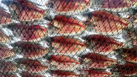 Làng nghề cá khô bổi vào vụ Tết