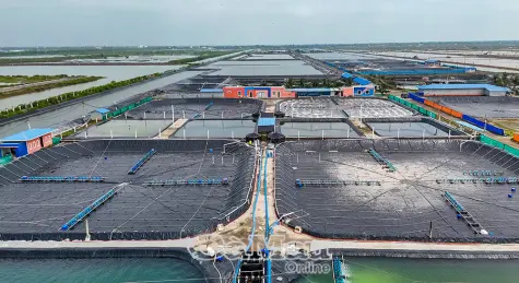 Nền tảng xây dựng “thủ phủ” tôm công nghệ cao