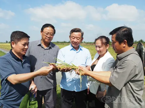 Theo dấu những "Trái tim xanh" nâng tầm hạt gạo quê nhà 