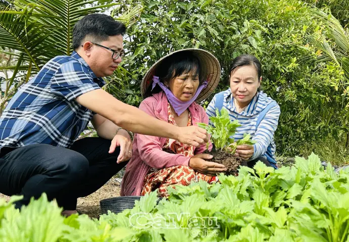 Nông dân Phường Lý Văn Lâm tất bật vụ hoa, dưa Tết