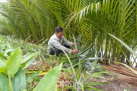 Không rời quê vẫn có sinh kế ổn định