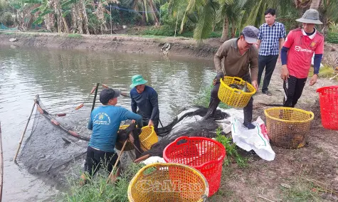 Giá cá tăng, người nuôi cá bổi lãi cao