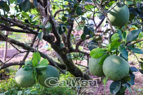 Rộn ràng mùa bưởi Tết ở Khánh Hưng