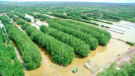 Bảo vệ và phát triển rừng ngập mặn - Hướng đi bền vững