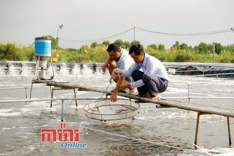 ភាពសប្បាយរីករាយរបស់កសិករឃុំ Phú Tân