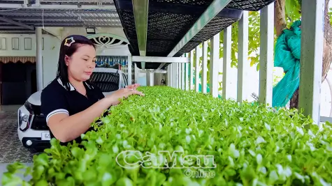 Tăng thu nhập với mô hình trồng rau mầm