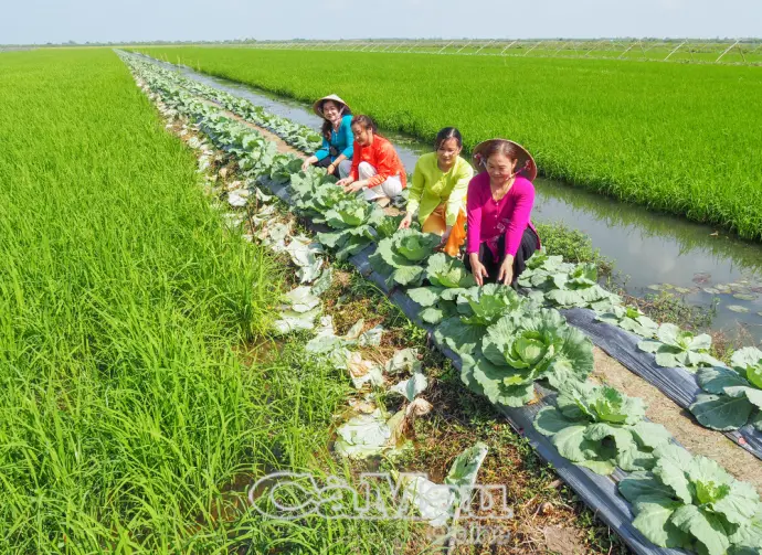 Nhịp sống trên đồng